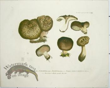 Mushroom Atlas 40